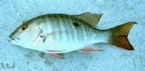 lutjanus fish|Lutjanus analis, Mutton snapper : fisheries, gamefish, aquarium.